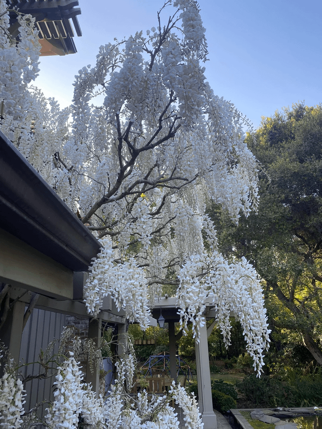 White wisteria – Reddit Post