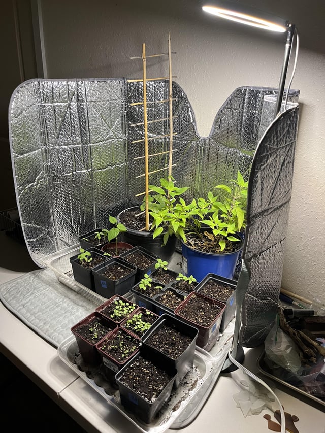 No budget for a greenhouse. – Reddit Post