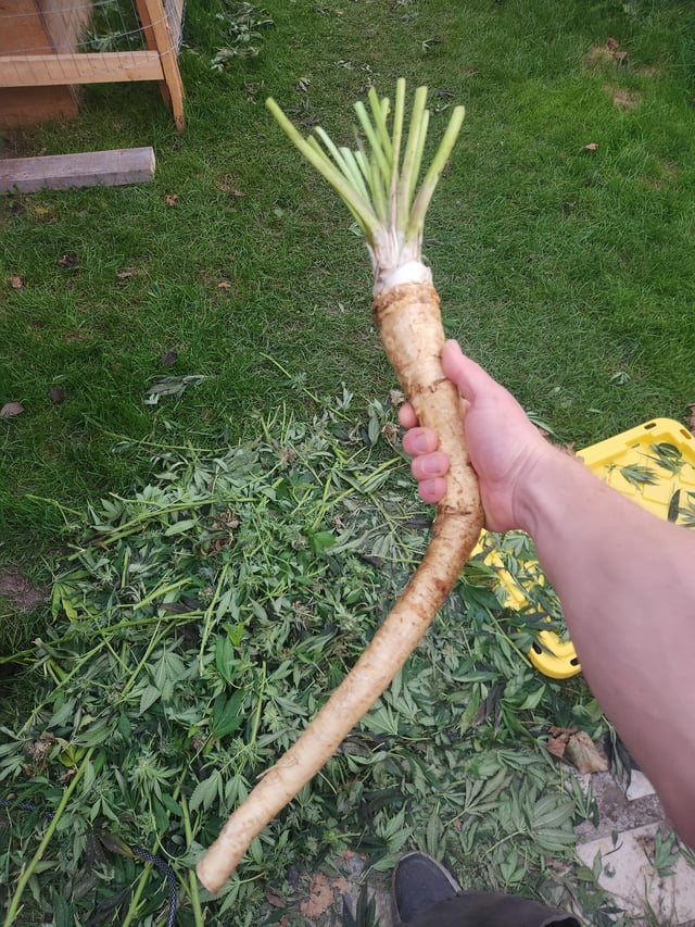 Hold Donkeyradish not fish? – Reddit Post