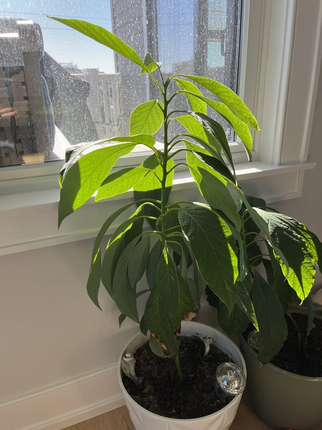 Avocado plant, 30”, should I prune???