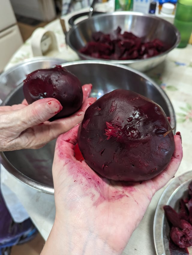 My first year growing beets! – Reddit Post