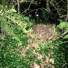 Where I take my nightly walk there’s a “secret garden” – Reddit Post