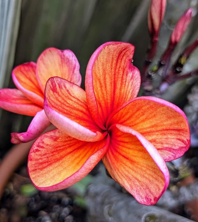 Plumeria – Bangkok Fire – Reddit Post