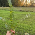 Eucalyptus harvest – Reddit Post