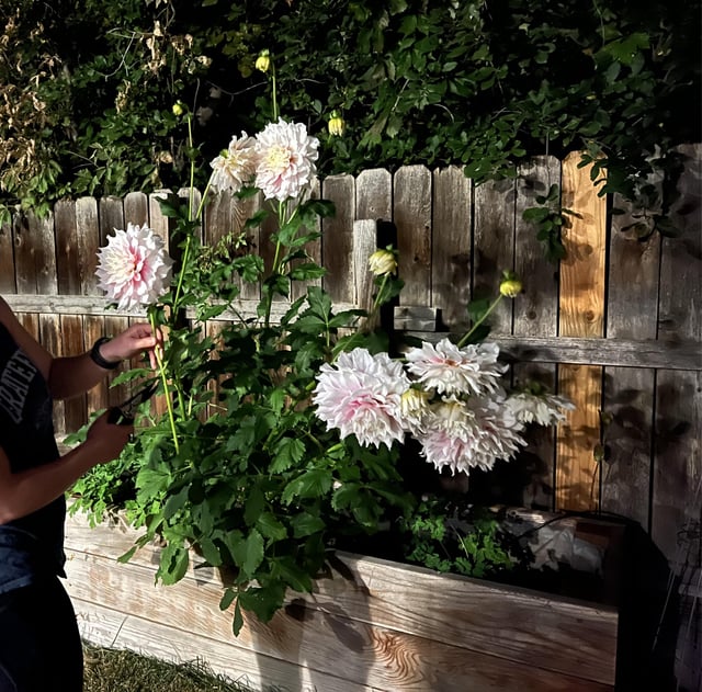 Dahlia bulbs over winter – Reddit Post
