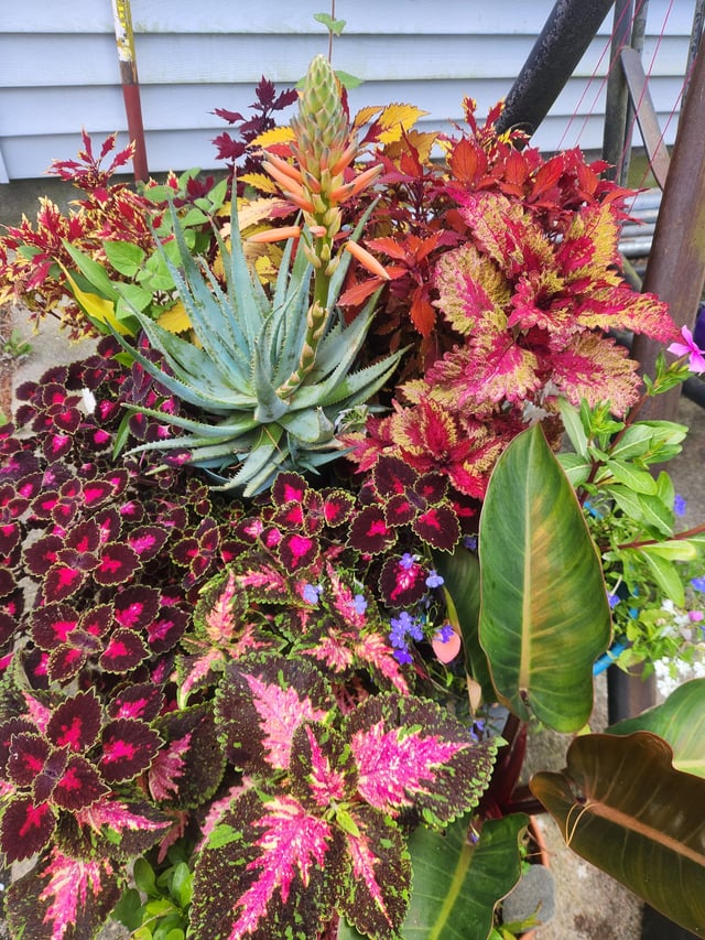 Just wanna show off some of my leafy friends – Reddit Post