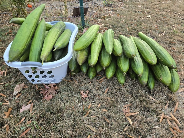 Frost killed my loofah Vine so I’m forced to harvest early. 40 plus loofahs – Reddit Post