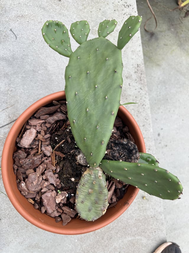 I transplanted my cactus and it grew a foot. – Reddit Post