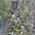 It’s dead! My poor refugee pumpkin plant is dead! I’m heartbroken! – Reddit Post