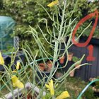 How to collect seeds from kale