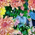 Finally figured out who’s been eating my flowers – Reddit Post