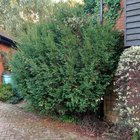 What type of fir tree is this?