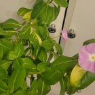 Variegated vinca – Reddit Post