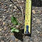 Bindweed is The Devil – Reddit Post