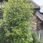 Please help ID tree