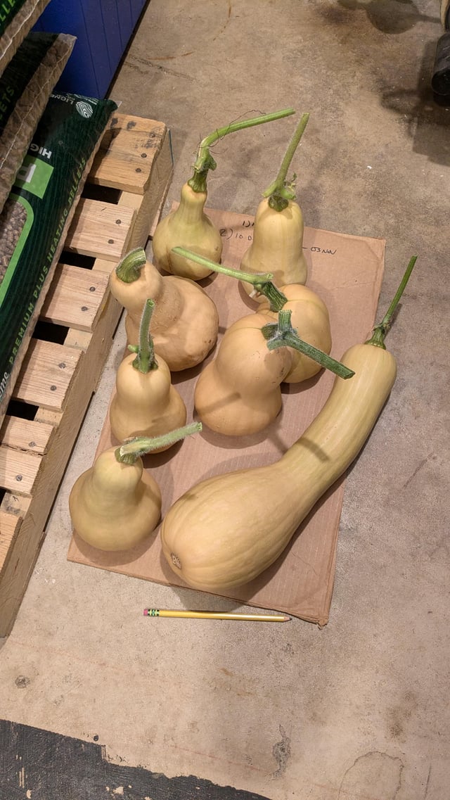 Frost incoming, butternut squash not fully ripe – Reddit Post