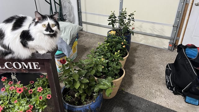 Tropical hibiscus – Reddit Post