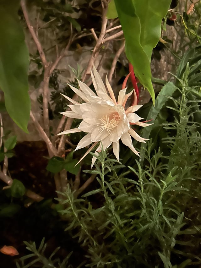 Queen of the Night finally bloomed after 6 years!! – Reddit Post