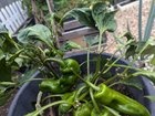 What’s going on with my chillies?