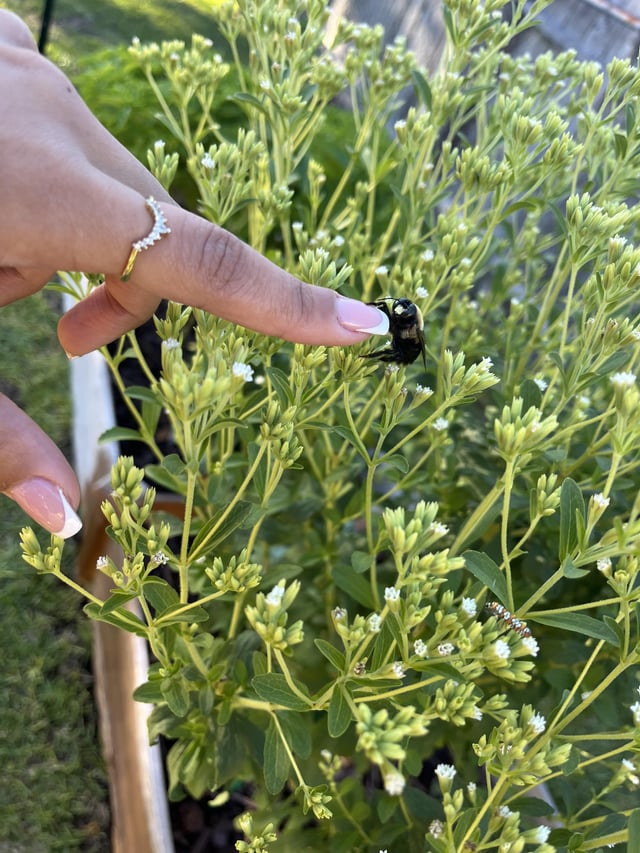 “A person’s a person, no matter how small” 🐝 – Reddit Post