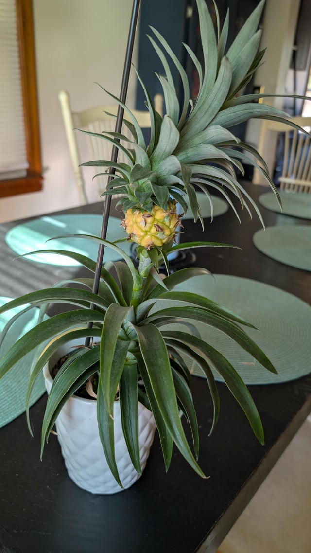 Pineapple – Reddit Post