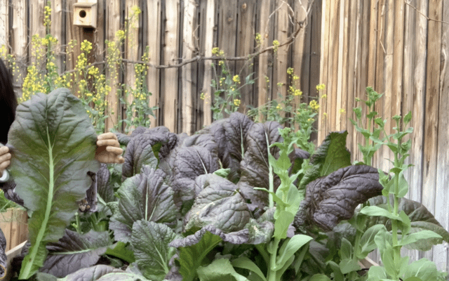 The leaves of Purple Osaka Mustard are huge and gorgeous! 🌱 – Reddit Post