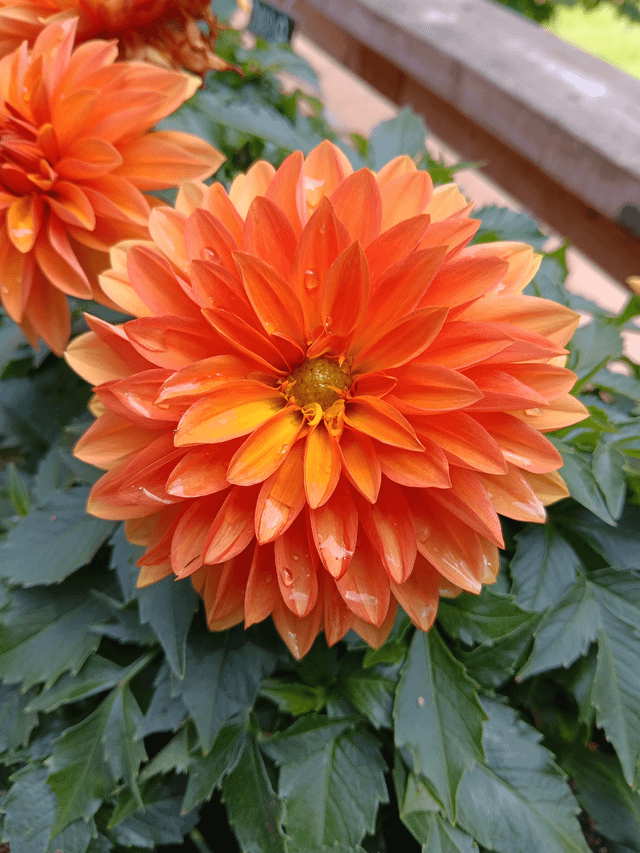 One of our dahlia flowers from this summer – Reddit Post