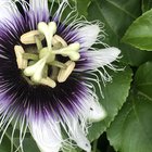 Should I hand pollinate my passionflowers? – Reddit Post