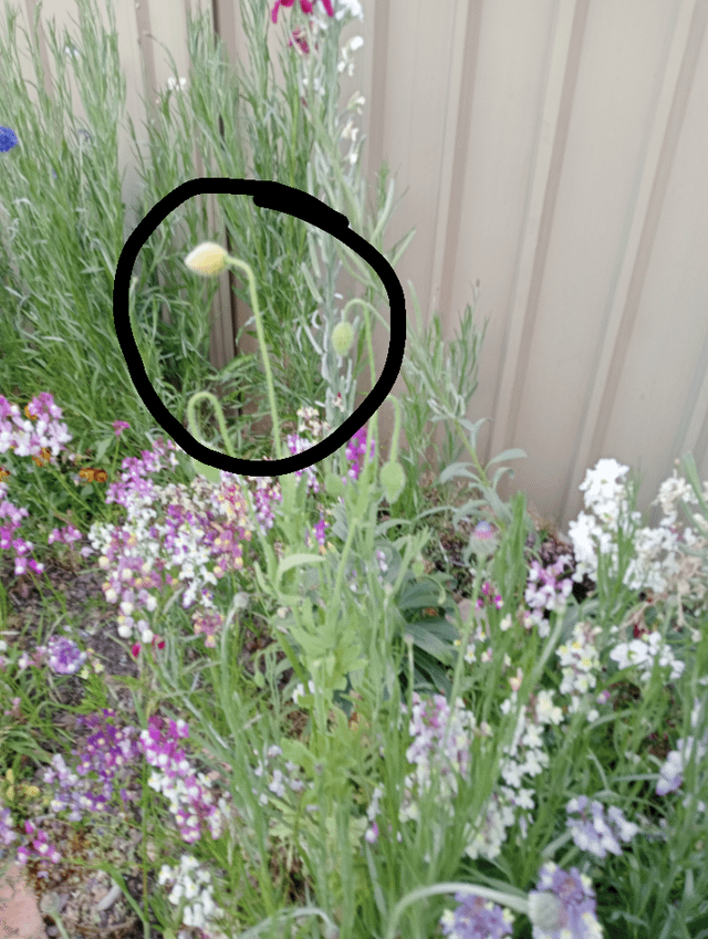 Any idea what these buds are?