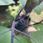 Nightshade 🍆🍆🍆 – Reddit Post