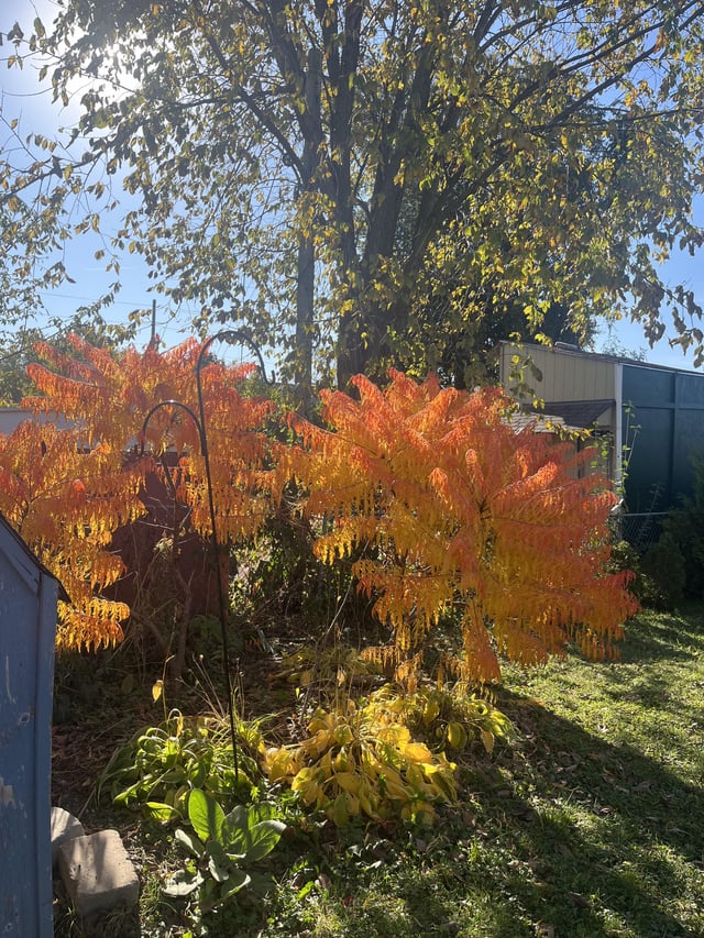 My ornamental sumac doing its autumn thing. Stunning! – Reddit Post
