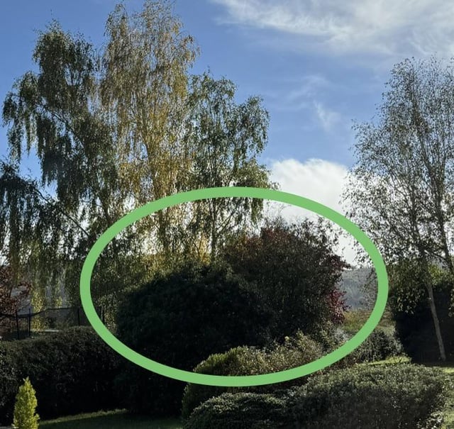 Bush trimming