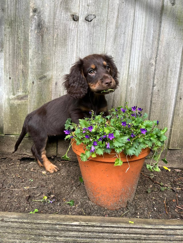 Puppy post