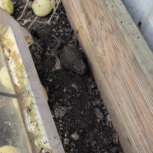 Woken toad from hibernation! Help! What do I need to do?