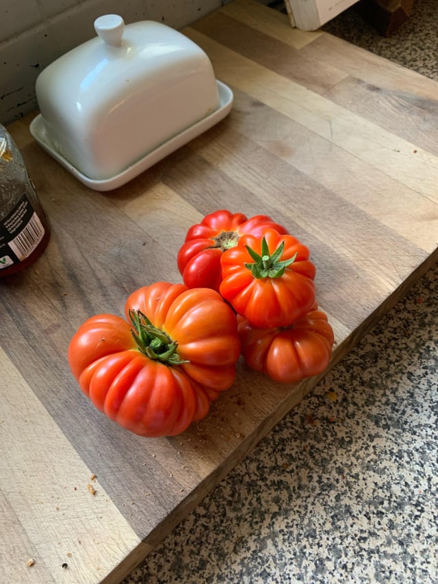 Thought I planted plum tomatoes last summer lmfao – Reddit Post