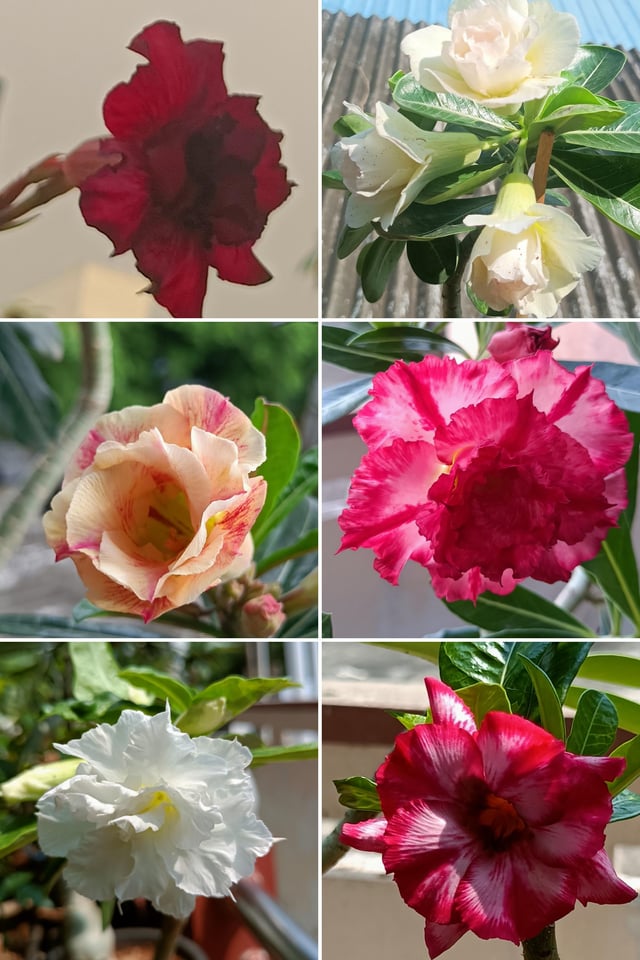 My Different colored Adenium Flowers – Reddit Post
