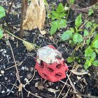 What is this thing?! – Reddit Post