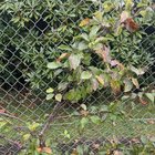 Is this just the normal loss of leaves for winter or a disease on my apple tree(cordon)