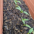 How much Sydney sun can these saplings take? How much do they need?