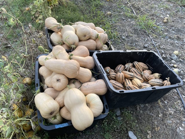 Since it looks like I’ll be eating winter squash every night for the next four months. – Reddit Post