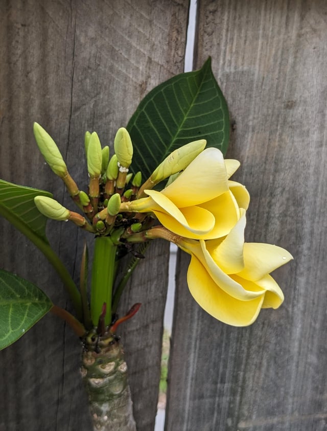 Plumeria from my garden – Reddit Post