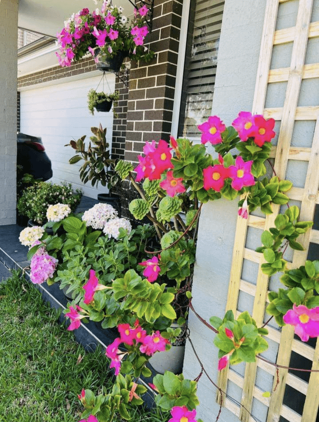 Mandevilla flowers – Reddit Post