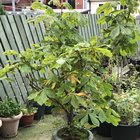 Help/Advice Sought For a Very Special (to me) Horse Chestnut Tree