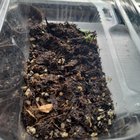 Is she ready to transplant? – Reddit Post