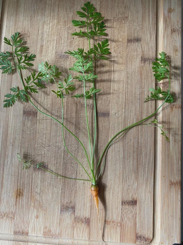 My mom is very proud of the carrot she grew – Reddit Post