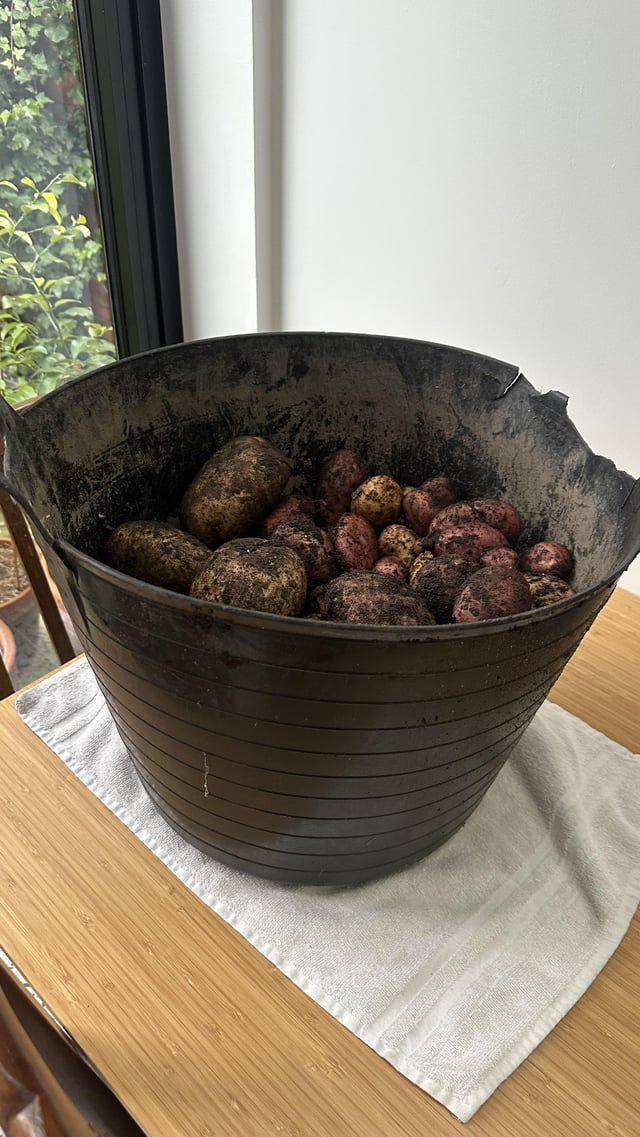Potatoes finally providing some success for the year