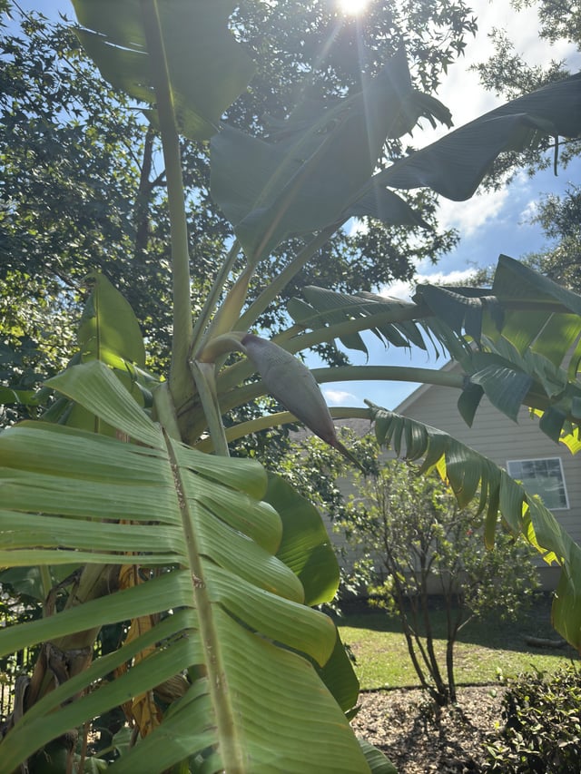 New bud on banana tree – Reddit Post