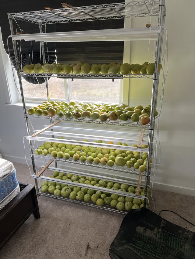 Green tomatoes anyone? – Reddit Post