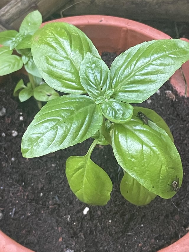 I was told Basil was a fly repellent. – Reddit Post