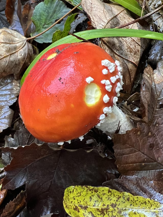 Not gardening as such, but I saw these little teeth marks and it made me wonder if the nibbler was dead, or seeing dragons!
